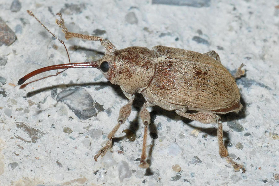 Curculio sp